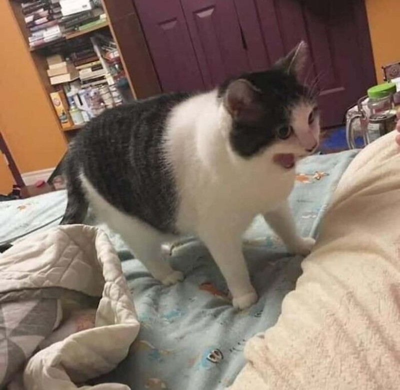 Lucu deh deretan foto kucing chubby berikut ini. Bisa bikin hati kalian meleleh nih.