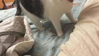 Kayaknya ini kucingnya maksa tidur di kasur deh. Foto: Bored Panda