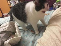 10 Foto Kucing Chubby di Media Sosial yang Bikin Hati Kamu Meleleh