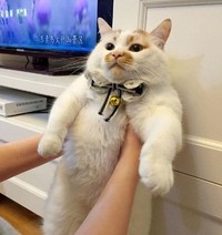 Lucu deh deretan foto kucing chubby berikut ini. Bisa bikin hati kalian meleleh nih.