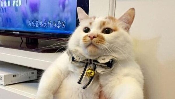 10 Foto Kucing Chubby di Media Sosial yang Bikin Hati Kamu Meleleh