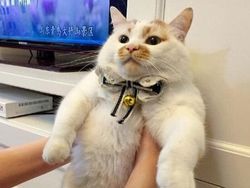 10 Foto Kucing Chubby di Media Sosial yang Bikin Hati Kamu Meleleh