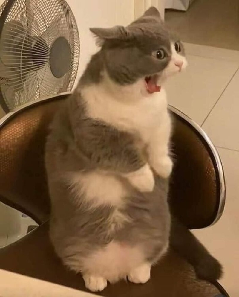 Lucu deh deretan foto kucing chubby berikut ini. Bisa bikin hati kalian meleleh nih.