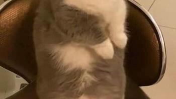 Percuma marah cing, kamu tetap lucu kok. Foto: Bored Panda