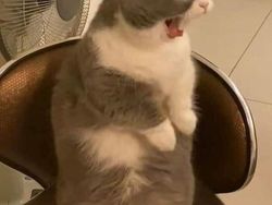 10 Foto Kucing Chubby di Media Sosial yang Bikin Hati Kamu Meleleh