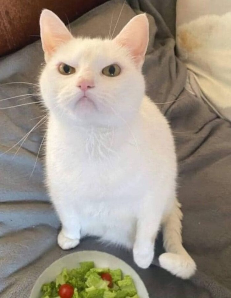 Lucu deh deretan foto kucing chubby berikut ini. Bisa bikin hati kalian meleleh nih.