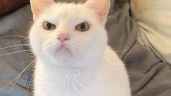 Ceritanya lagi marah nih ya cing? Foto: Bored Panda