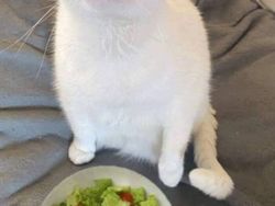 10 Foto Kucing Chubby di Media Sosial yang Bikin Hati Kamu Meleleh