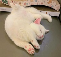 Lucu deh deretan foto kucing chubby berikut ini. Bisa bikin hati kalian meleleh nih.