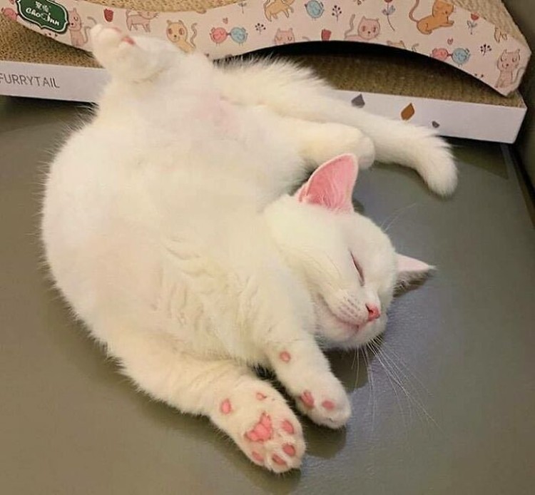 Lucu deh deretan foto kucing chubby berikut ini. Bisa bikin hati kalian meleleh nih.