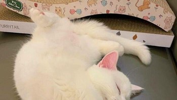 Peregangan dulu ya cing sebelum aktivitas. Foto: Bored Panda