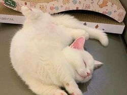 10 Foto Kucing Chubby di Media Sosial yang Bikin Hati Kamu Meleleh