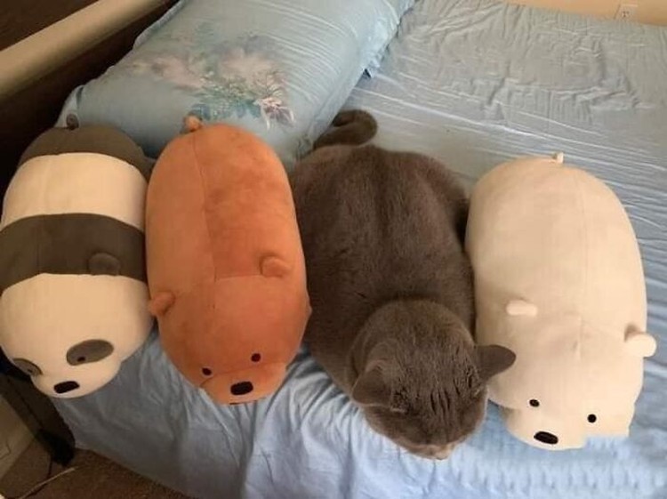 Lucu deh deretan foto kucing chubby berikut ini. Bisa bikin hati kalian meleleh nih.