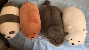 Saking chubby-nya mirip banget sama boneka. Foto: Bored Panda