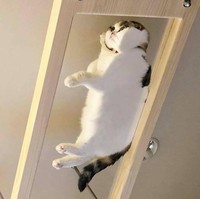 Lucu deh deretan foto kucing chubby berikut ini. Bisa bikin hati kalian meleleh nih.