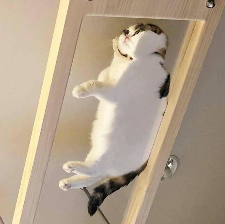 Lucu deh deretan foto kucing chubby berikut ini. Bisa bikin hati kalian meleleh nih.