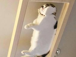 10 Foto Kucing Chubby di Media Sosial yang Bikin Hati Kamu Meleleh