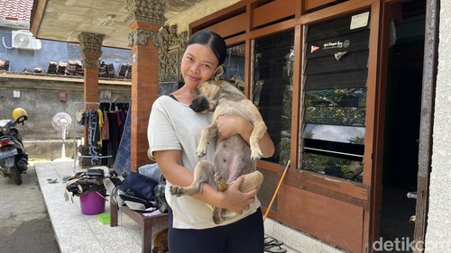 Moka, anjing penyelamat pemilik dan keluarganya saat banjir besar di Denpasar, Rabu (10/9/2025).