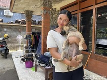 Moka, Anjing yang Dipuji Prabowo karena Bangunkan Warga Saat Banjir Denpasar