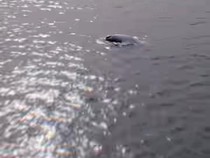 Video Viral Paus Terdampar di Bawah Jembatan Suramadu, Diduga Kepanasan