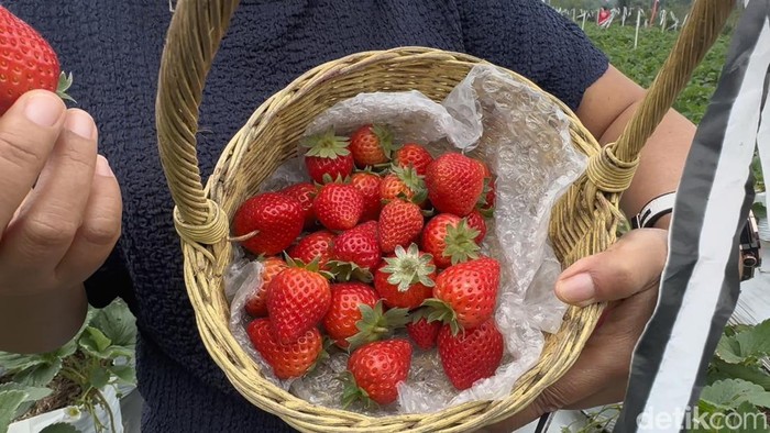 Pengunjung saat memetik stroberi Jepang di Kintamani, Bangli.