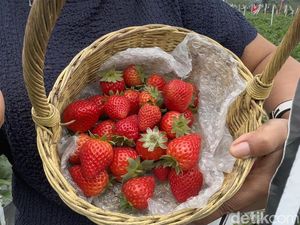 Kenali Aneka Buah Beri yang Dapat Dikonsumsi dan Kaya Akan Manfaat