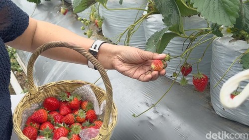 Pengunjung saat memetik stroberi Jepang di Kintamani, Bangli.