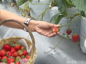 Agrowisata La Fresa, Petik Stroberi Premium Varietas Jepang di Kintamani