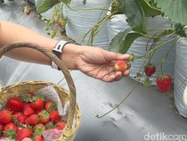 Agrowisata La Fresa, Petik Stroberi Premium Varietas Jepang di Kintamani