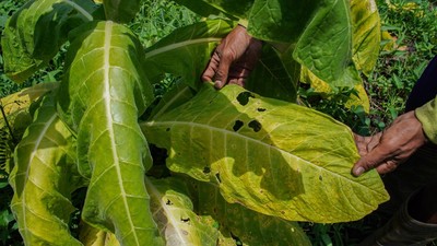 Petani Lumajang Hadapi Gagal Panen Tembakau Akibat Kemarau Basah