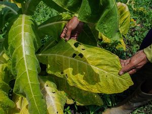 Petani Lumajang Hadapi Gagal Panen Tembakau Akibat Kemarau Basah