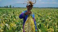 Sedikitnya 20 persen dari 1.220 hektar lahan pertanian tembakau di wilayah tersebut pertumbuhannya tak normal akibat terdampak fenomena cuaca kemarau basah. ANTARA FOTO/Irfan Sumanjaya