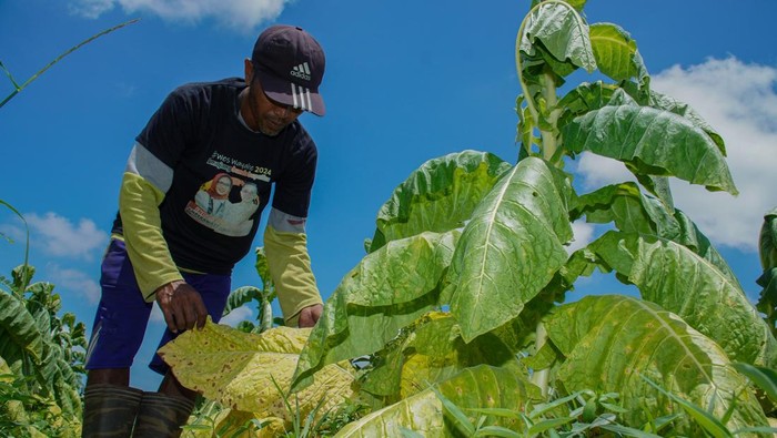 Petani Lumajang Hadapi Gagal Panen Tembakau akibat Kemarau Basah Petani memperlihatkan daun tembakau yang rusak akibat terdampak cuaca di Lumajang, Jawa Timur, Sabtu (13/9/2025). Sedikitnya 20 persen dari 1.220 hektar lahan pertanian tembakau di wilayah tersebut pertumbuhannya tak normal akibat terdampak fenomena cuaca kemarau basah. ANTARA FOTO/Irfan Sumanjaya/YU