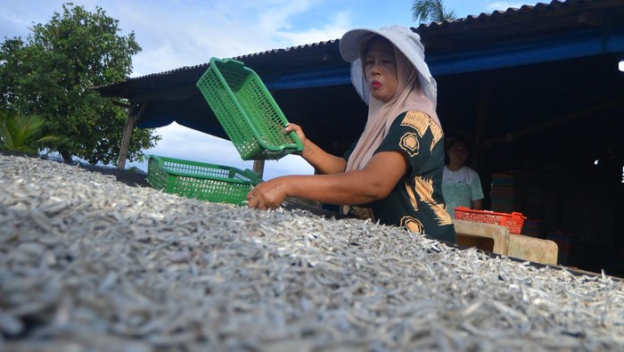 Pekerja menjemur ikan kering jenis teri di Pasie Nan Tigo Padang, Sumatera Barat, Minggu (14/9/2025). Pengusaha ikan kering di daerah itu mengaku produksi mereka berkurang hingga 40 persen karena proses pengeringan terkendala cuaca dengan intensitas hujan yang tinggi, sehingga berdampak pada harga yang juga turun dari Rp75 ribu per kilogram menjadi Rp50 ribu per kilogram.  ANTARA FOTO/Iggoy el Fitra/bar