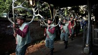 Para penari membawa tanduk rusa keluar dari gereja. Tarian tanduk merupakan tradisi kuno yang telah berlangsung sejak tahun 1226. Foto: REUTERS/Phil Noble