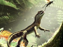 242 Juta Tahun Lalu, Kadal Mini Ini Hidup di Inggris