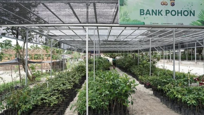 Kapolda Riau Irjen Herry Heryawan mengecek Bank Pohon di Rumbai, Pekanbaru, Senin (15/9/2025). Bank Pohon Polda Riau tak sekadar menumbuhkan tanaman tapi juga membangun usaha masa depan.