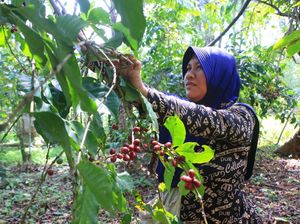 Desa Sukorejo Mengubah Kopi Jadi Petualangan Edukasi