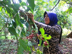 Desa Sukorejo Mengubah Kopi Jadi Petualangan Edukasi