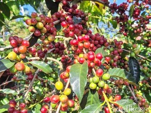Mengenal Lebih Dekat Kampung Wisata Kopi Kluncing Bondowoso