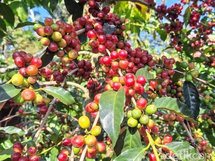 Eduwisata di Kampung Wisata Kopi