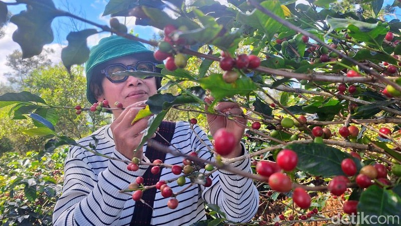 Eduwisata kopi di Kampung Wisata Kopi Bondowoso