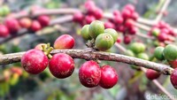 Untuk mendapatkan eduwisata kopi, Kampung Wisata Kopi Kluncing menyediakan proses pembelajaran kopi. Dimulai sejak kopi masih berada di kebun, proses pengolahan hingga berbentuk green bean atau biji kopi siap disangrai, lalu giling dan siap disajikan.