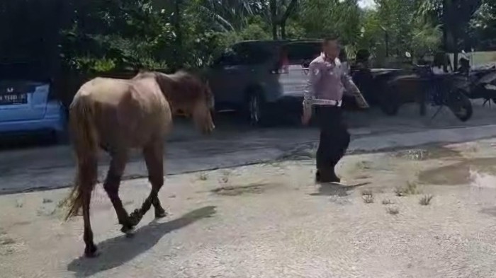 Kuda yang kabur setelah berhasil ditangkao ditangkap (Dok Satlantas Polres Kampar)