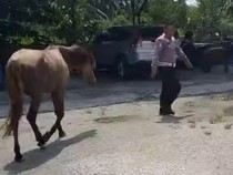 3 Kuda Milik Ponpes di Kampar Lepas dari Kandang, Berakhir Ditangkap Polantas