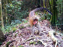 Kenapa Bisa Ada Macan Tutul dan Naga Jawa di Sanggabuana