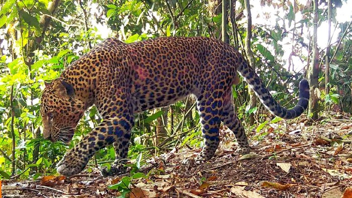 Macan tutul Jawa di Pegunungan Sanggabuana.