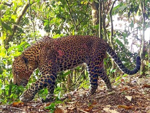 Naga Jawa dan Macan Tutul Penghuni Sanggabuana-Pesan Meneduhkan Sultan HB X