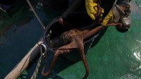 Seekor gurita menggeliat keluar dari perangkap ilegal sebelum dilepaskan kembali ke Laut Aegea oleh tim relawan Sea Shepherd. Foto: REUTERS/Stelios Misinas