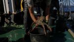 Misi Penyelamatan Gurita, Aktivis Angkat Perangkap Ilegal dari Laut Yunani